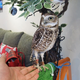 Illustration for article titled Who Thinks Japans Owl Cafes Are a Hoot?